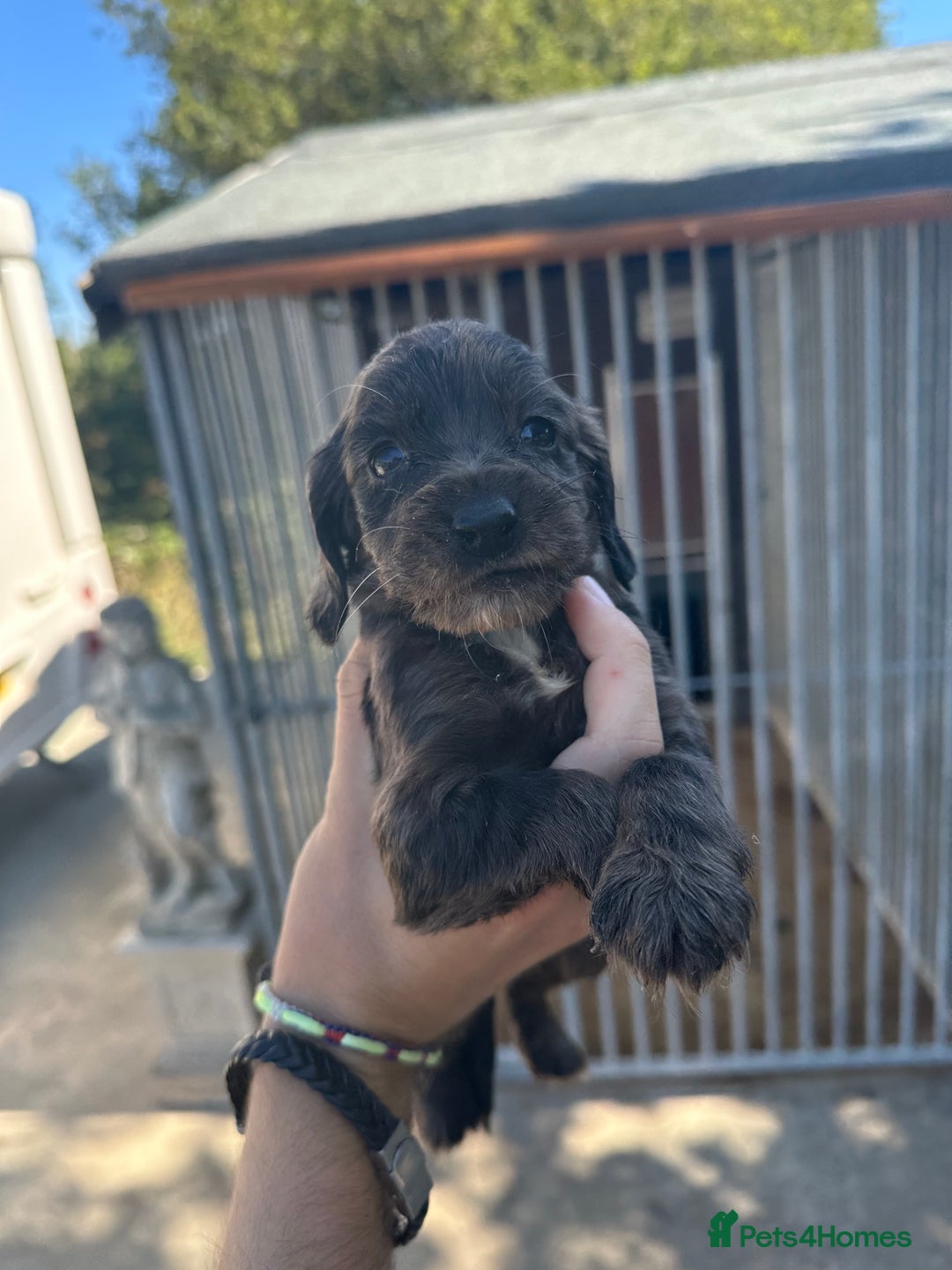 Cocker Spaniel dogs for sale: Rare cocker spaniels - Image 2