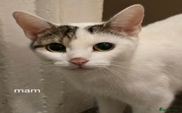 Mixed Breed cats for sale: Kittens  - Image 7