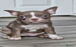Mixed Breed dogs for sale: Last Stunning Frenchton Female Pup - Image 3