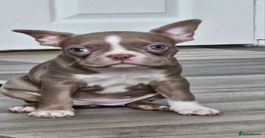 Mixed Breed dogs - Advert 14