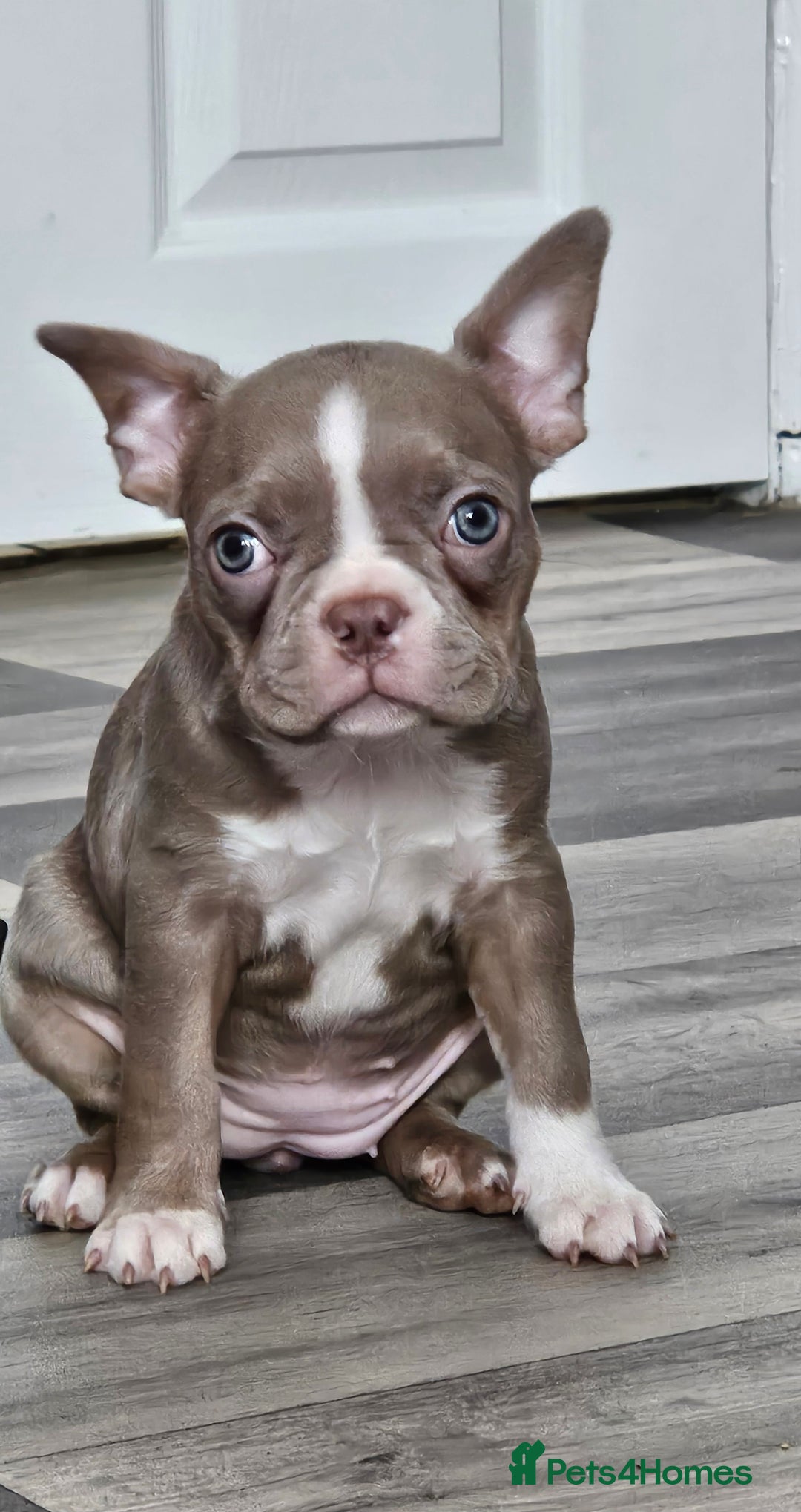 Mixed Breed dogs for sale: Last Stunning Frenchton Female Pup - Image 3