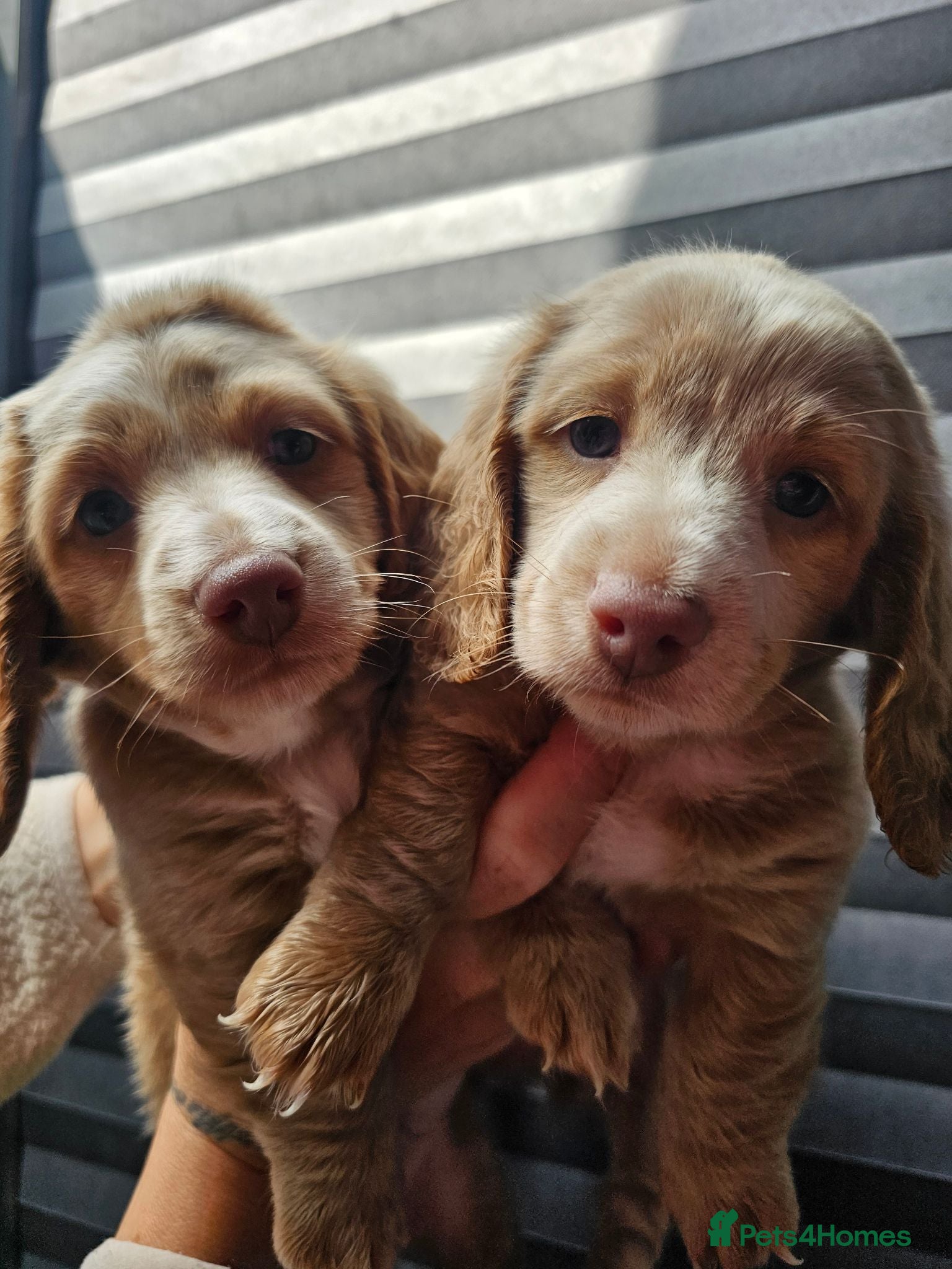 Miniature Dachshund dogs Gorgeous long haired pups, health checked/chipped  - Advert 13