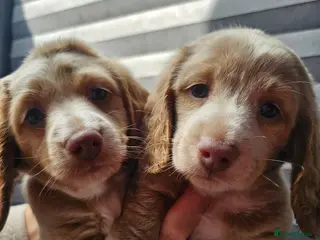 Miniature Dachshund dogs Gorgeous long haired pups, health checked/chipped - Advert 13