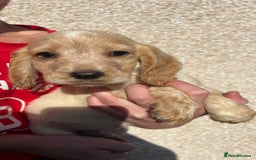 Cocker Spaniel dogs for sale: ⭐️Cocker spaniel puppies ready now ⭐️ - Image 13