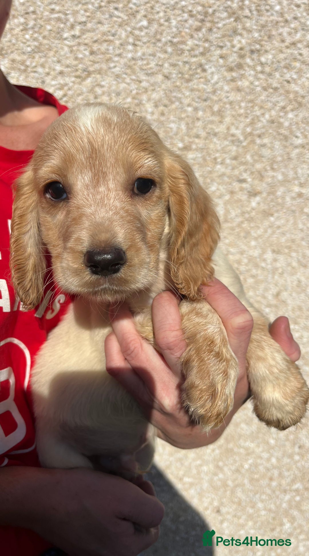 Cocker Spaniel dogs for sale: ⭐️Cocker spaniel puppies ready now ⭐️ - Image 13