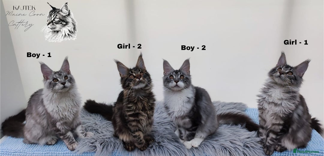 Maine Coon cats for sale: AMAZING TICA REGISTERED  SHADED LINE  - Advert 1