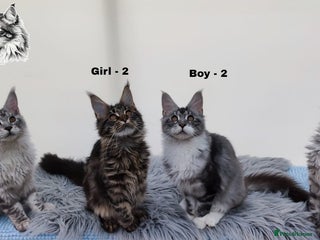 Maine Coon cats AMAZING TICA REGISTERED SHADED LINE - Advert 4