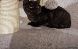 British Shorthair cats for sale: Stunning GCCF reg BSH kittens Ready to leave!! - Image 11