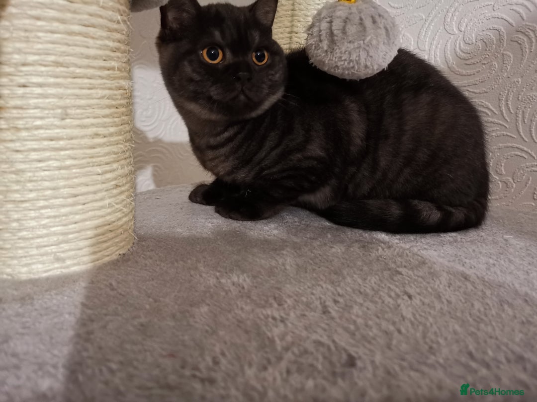 British Shorthair cats for sale: Stunning GCCF reg BSH kittens Ready to leave!! - Image 11