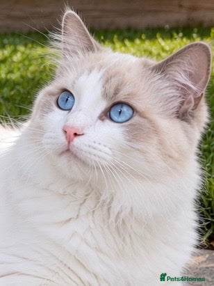 Ragdoll cats GCCF & TICA ACTIVE Blue Point & White Bicolour  - Advert 1