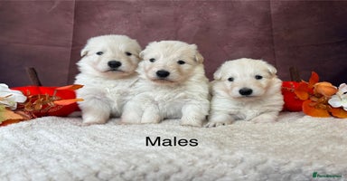 German Shepherd dogs - Advert 7