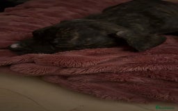 Presa Canario dogs for sale: 10 weeks pressa canario  - Image 1