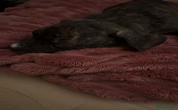Presa Canario dogs - Advert 1