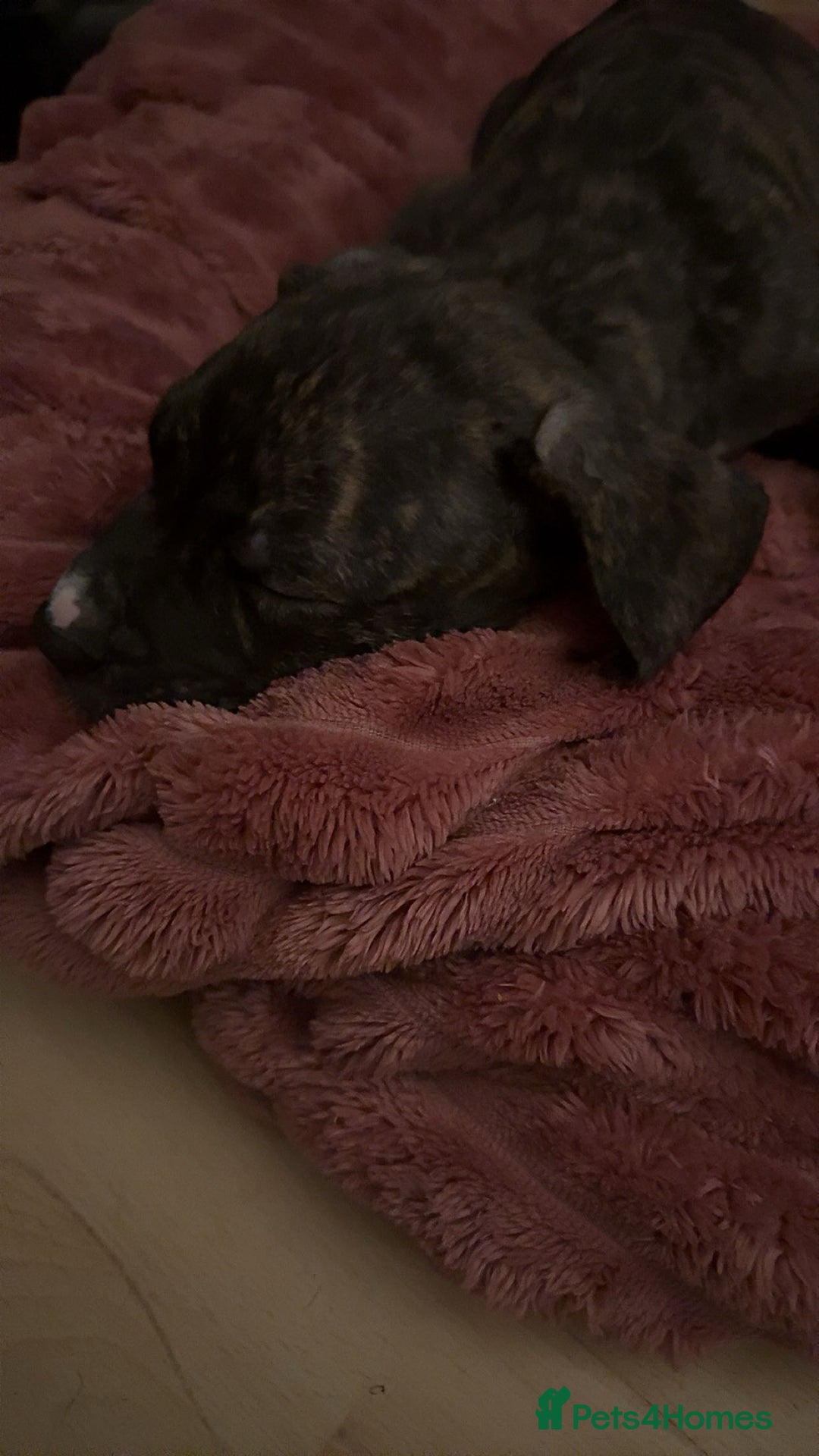 Presa Canario dogs for sale: 10 weeks pressa canario  - Image 1