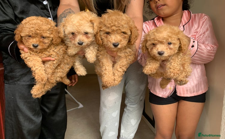 Poochon dogs - Advert 1