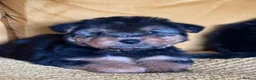Welsh Terrier dogs for sale: Wawuzer puppies  in Haverfordwest - Advert 2