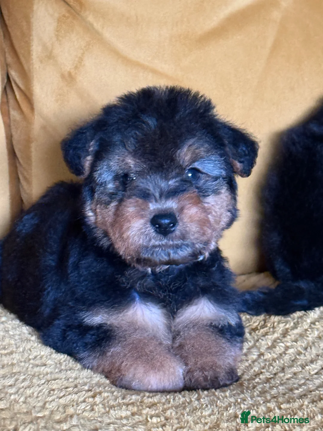 Welsh Terrier dogs for sale: Wawuzer puppies  in Haverfordwest - Advert 2