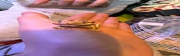 Gecko reptiles for sale: Baby crestie gekos  - Advert 1