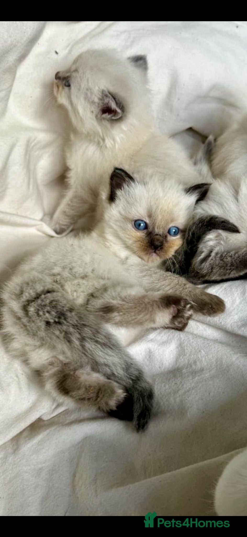 Ragdoll cats ❤️ WAITING LIST NOW OPEN !!!! ❤️ - Advert 9