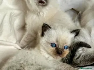 Ragdoll cats ❤️ WAITING LIST NOW OPEN !!!! ❤️ - Advert 9
