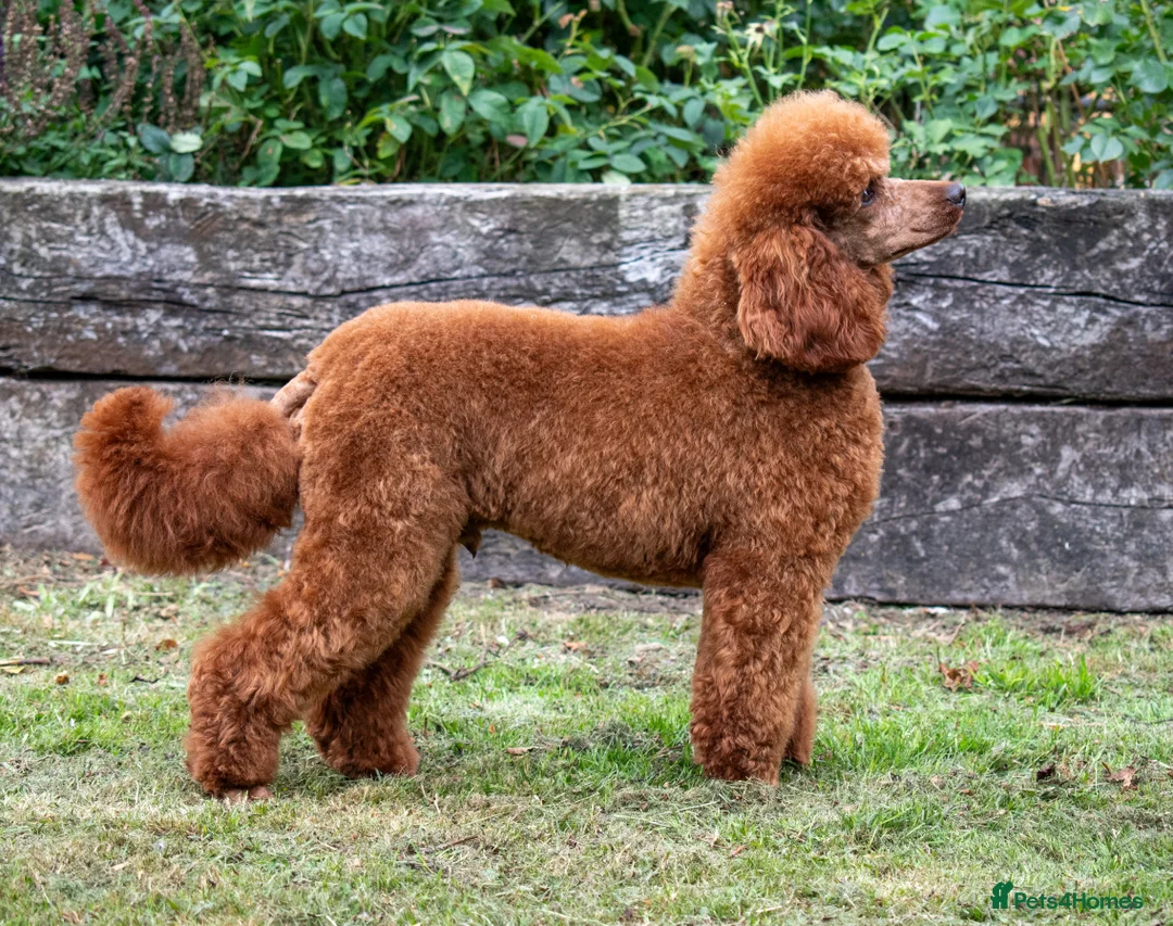 Miniature Poodle dogs for stud: KC Red Miniature Poodle For Stud  - Advert 9