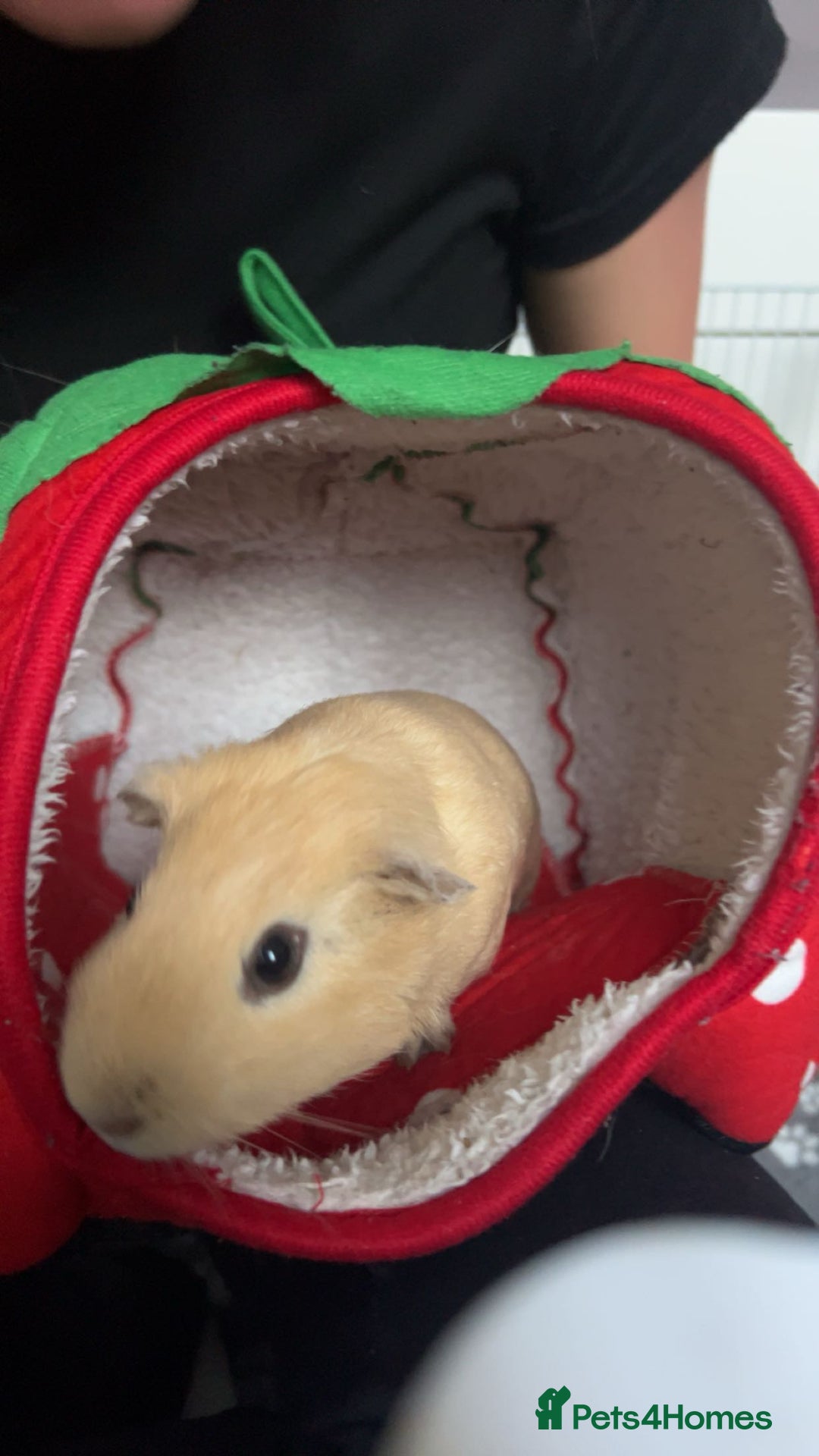 Guinea Pig rodents for sale: 2 male guinea pigs for sale - Image 2
