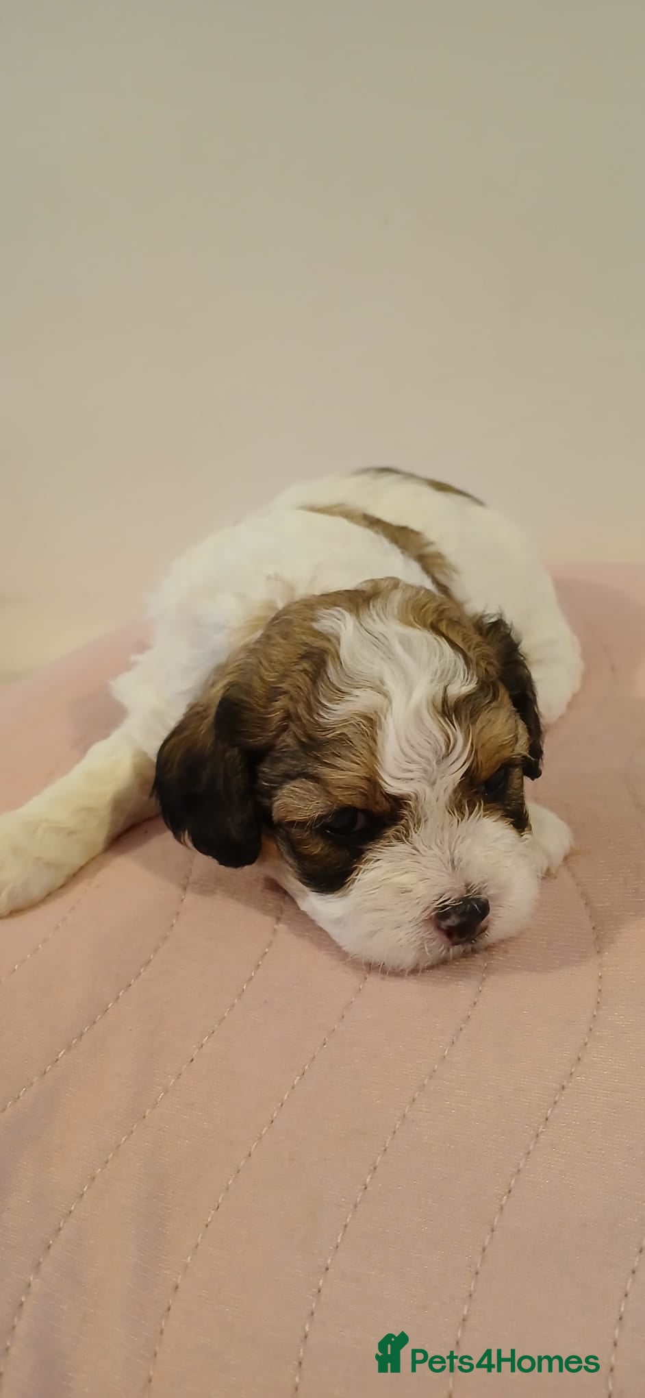 Cavachon dogs Cavachon Puppies - 4 Female, 1 Male - Advert 2