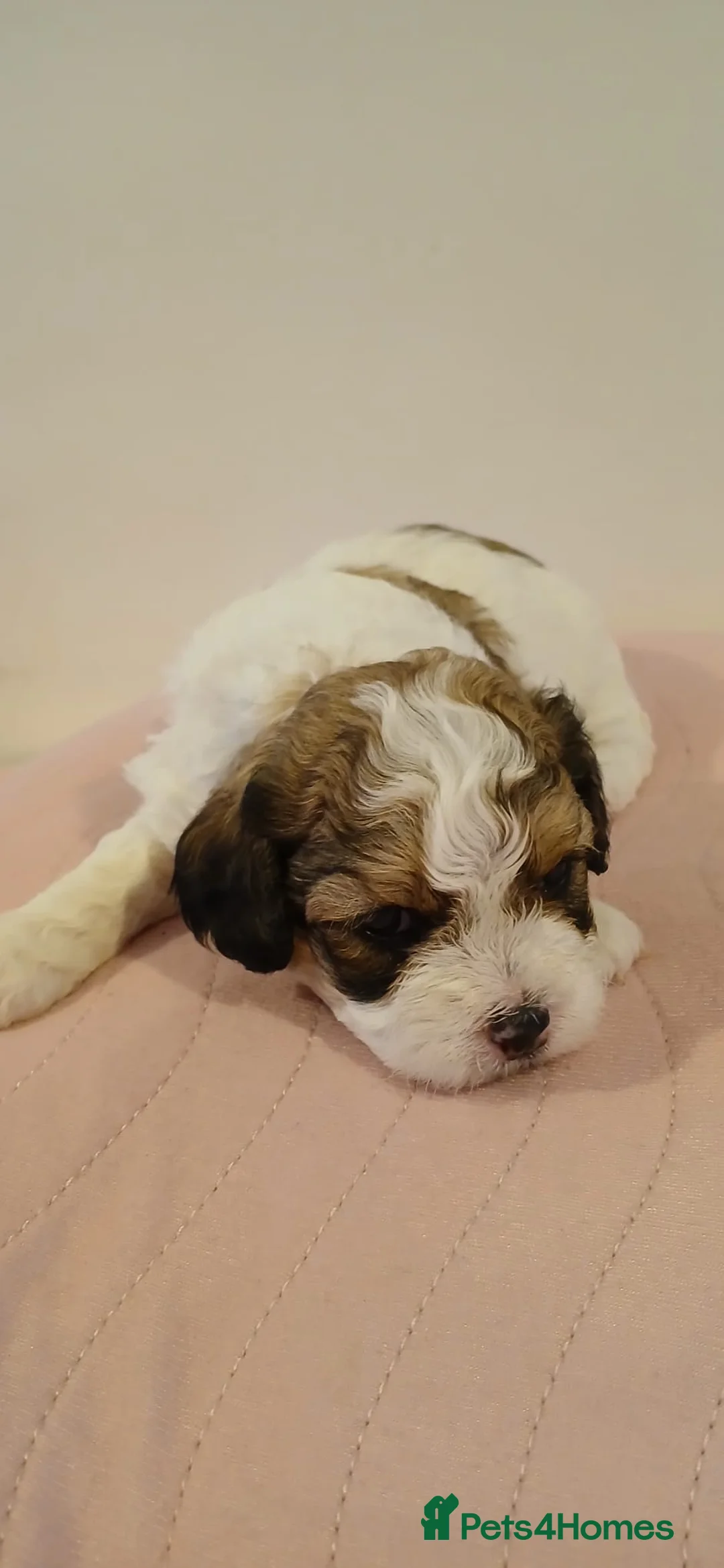 Cavachon dogs for sale: Cavachon Puppies - 4 Female, 1 Male - Advert 2