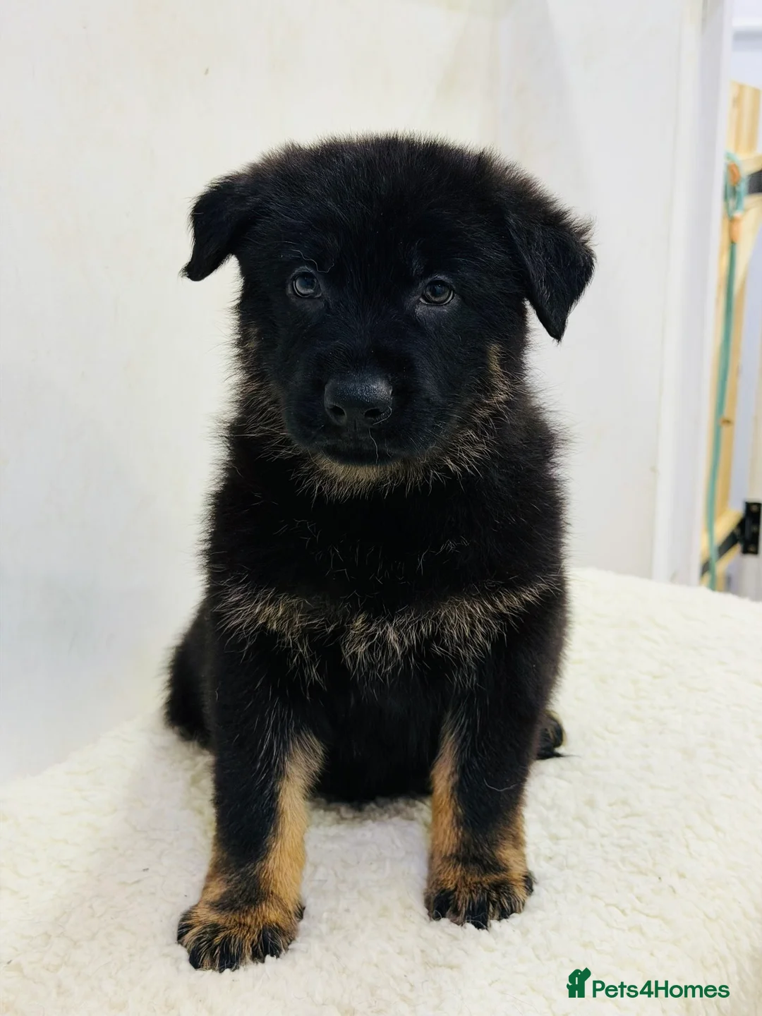 German Shepherd dogs for sale: DDR Working Line GSD Puppies Rare Working Lines - Advert 10