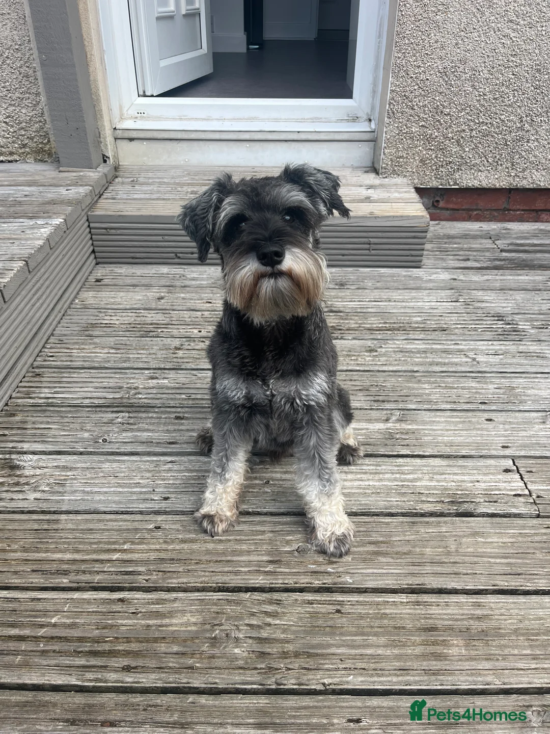 Miniature Schnauzer dogs for stud: Beautiful miniature schnauzer  - Advert 2