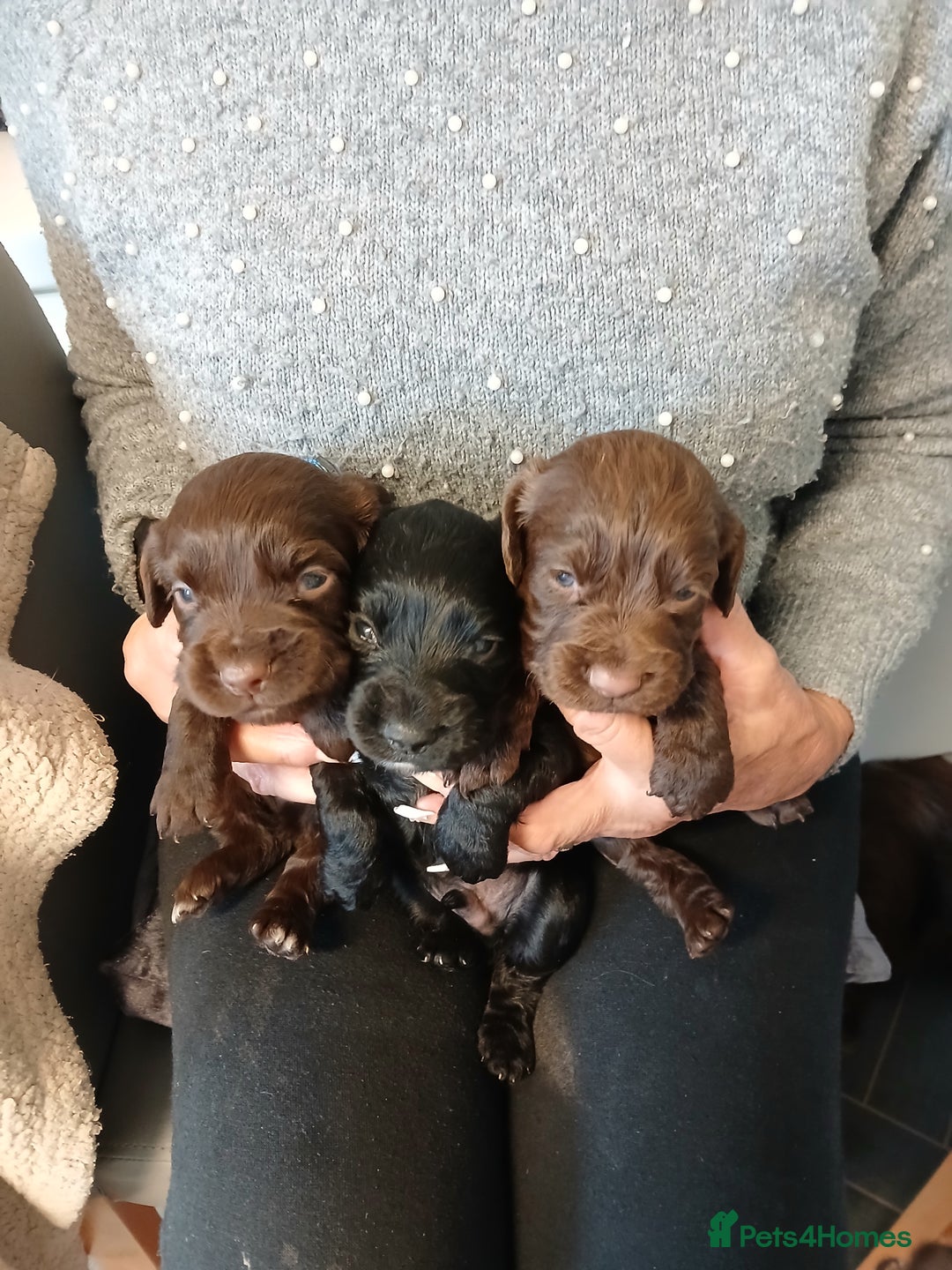 Cocker Spaniel dogs for sale: Cocker spaniel puppies - Advert 5