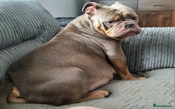 Olde English Bulldogge dogs for sale: Genetic Clear, Hip & Elbow Graded Breeding - Image 31