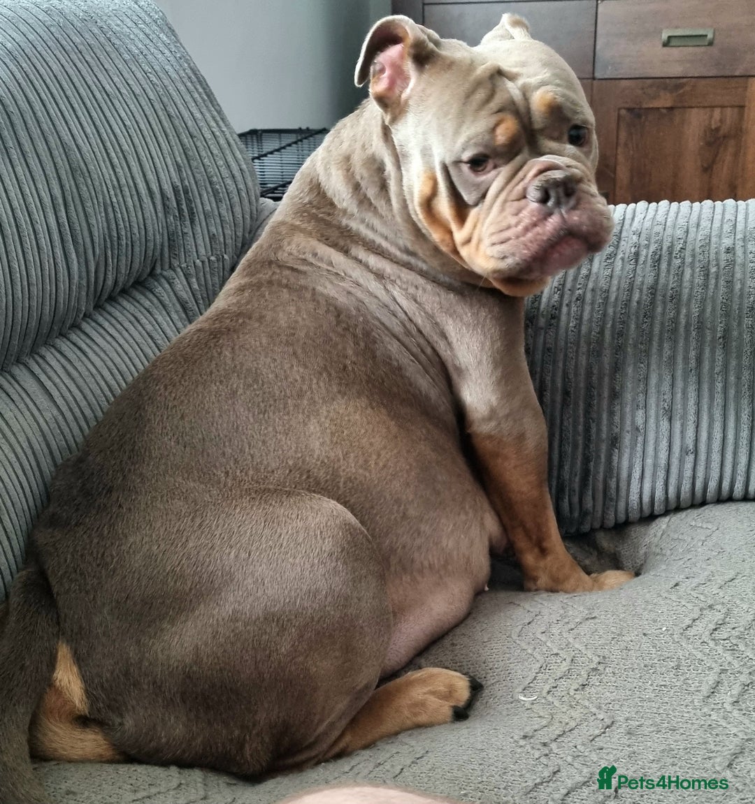 Olde English Bulldogge dogs for sale: Genetic Clear, Hip & Elbow Graded Breeding - Image 31