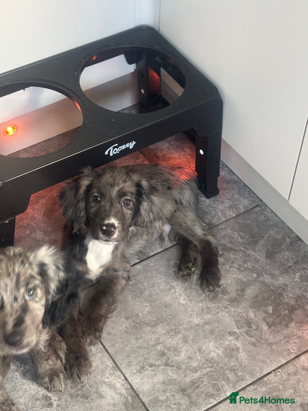 Cocker Spaniel dogs for sale: FINAL REDUCTION working cocker span in Gravesend - Image 18