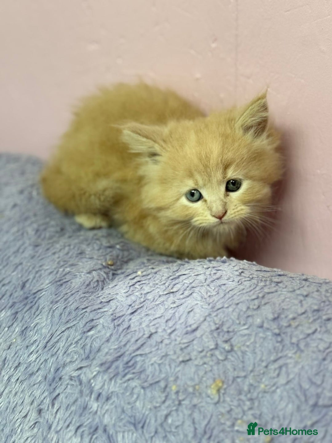 Maine Coon cats for sale: Mainecoon kittens  - Advert 5