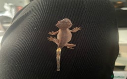 Gecko reptiles for sale: Baby Crested Geckos - Image 5