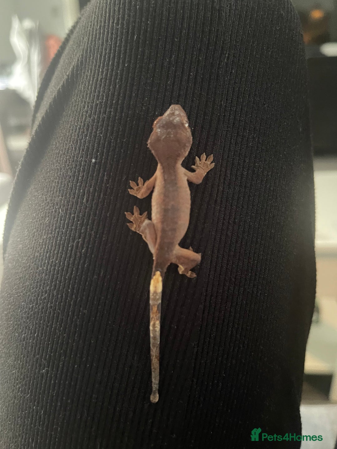 Gecko reptiles for sale: Baby Crested Geckos - Image 5