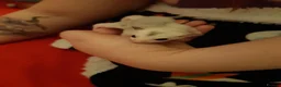 Sugar Glider rodents for sale: Sugar gliders in Salford - Advert 25