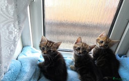 Mixed Breed cats for sale: Beautiful Male kittens VIDEOS - Image 30