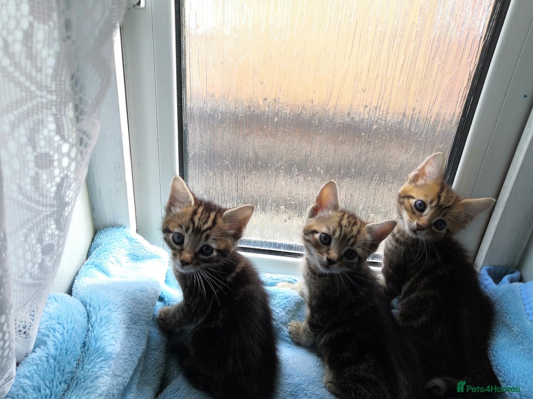 Mixed Breed cats for sale: Beautiful Male kittens VIDEOS - Image 30