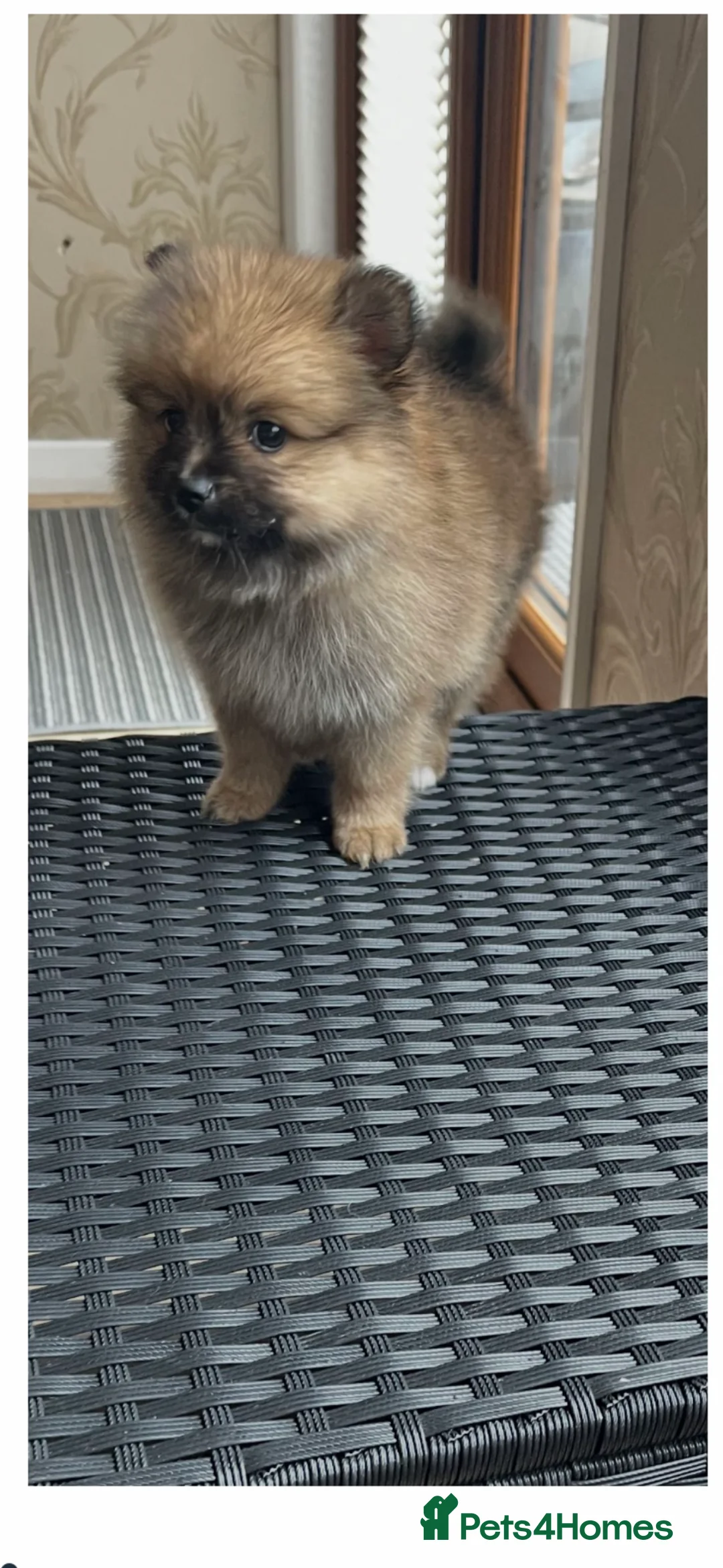 Pomeranian dogs for sale: Pomeranian  - Advert 2