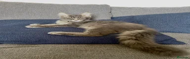 Maine Coon Kitten 2