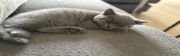 British Shorthair cats for sale: Last girl, collection 21/8  - Advert 3