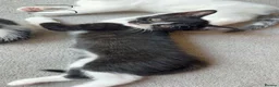 Mixed Breed cats for sale: MixedBreed Kittens Looking for Loving Homes - Advert 4