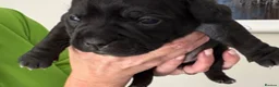 Staffordshire Bull Terrier dogs for sale: Most Friendly Staffy’s & Great Personality  in Aylesbury - Advert 9