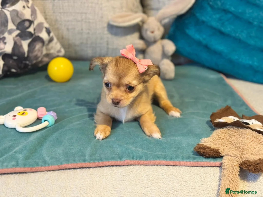 Chihuahua dogs for sale: 🐾 **  Long-Haired Chihuahua Puppy–Deer Head🐾 - Advert 11