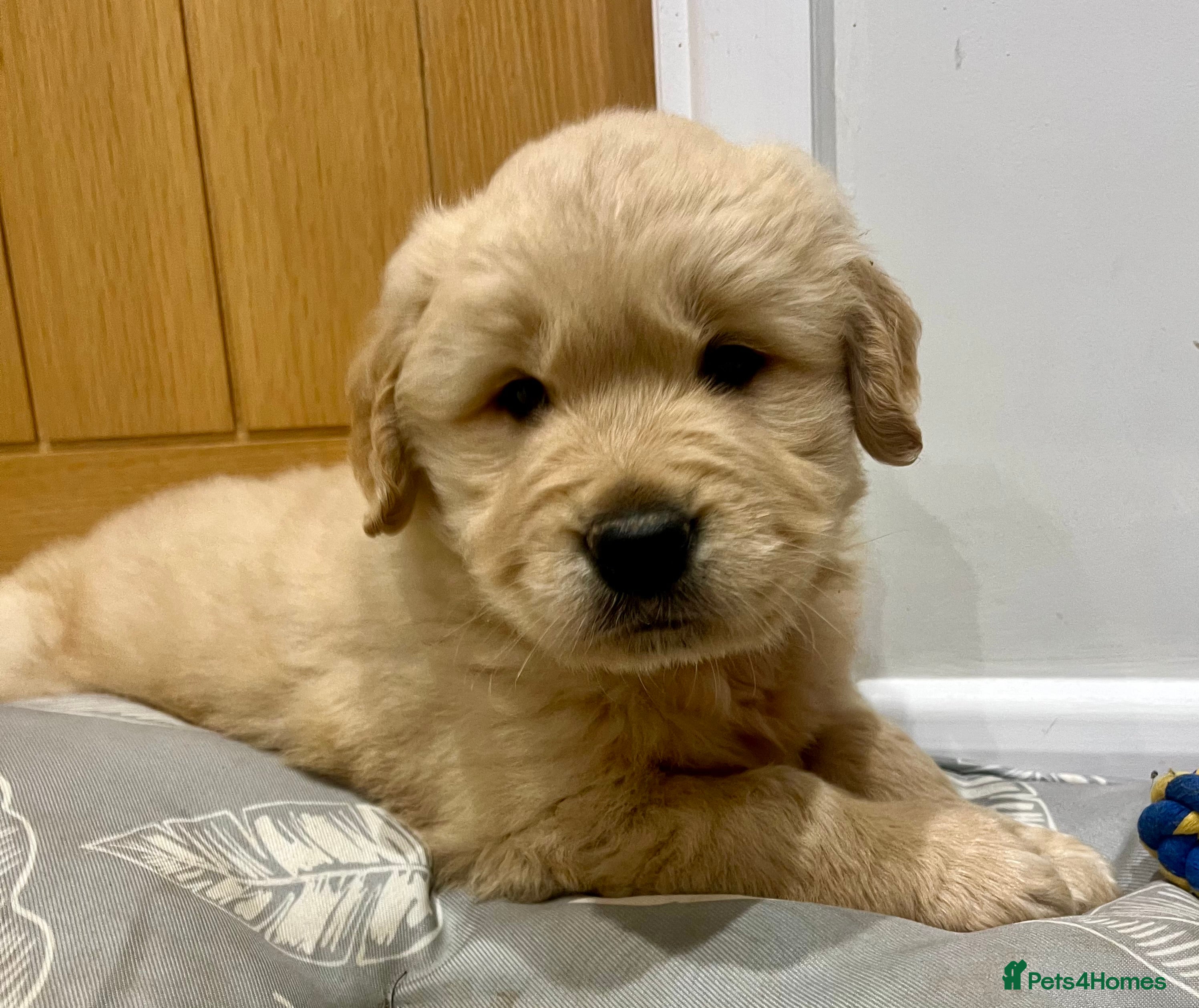 Golden Retriever dogs Beautiful KC Show Type Golden Retriever  Puppies - Advert 8