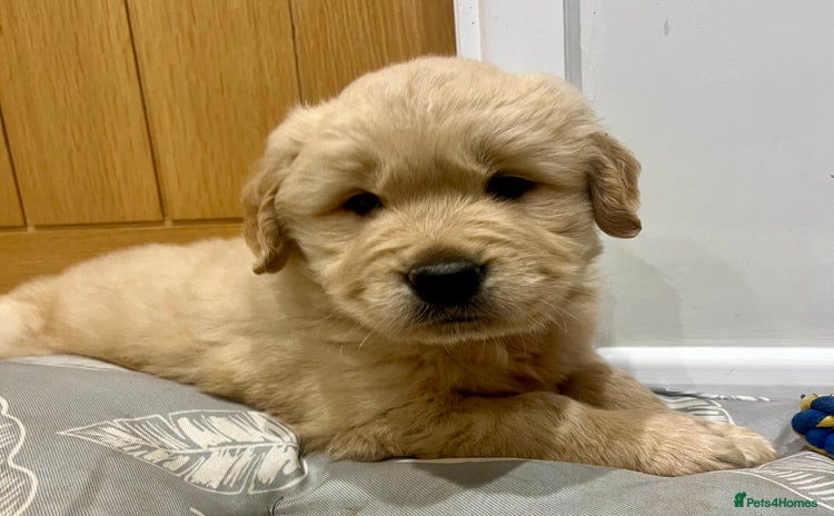 Golden Retriever dogs Beautiful KC Show Type Golden Retriever  Puppies - Advert 4