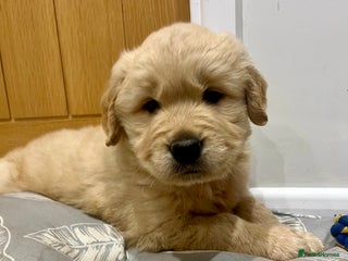 Golden Retriever dogs Beautiful KC Show Type Golden Retriever Puppies - Advert 2