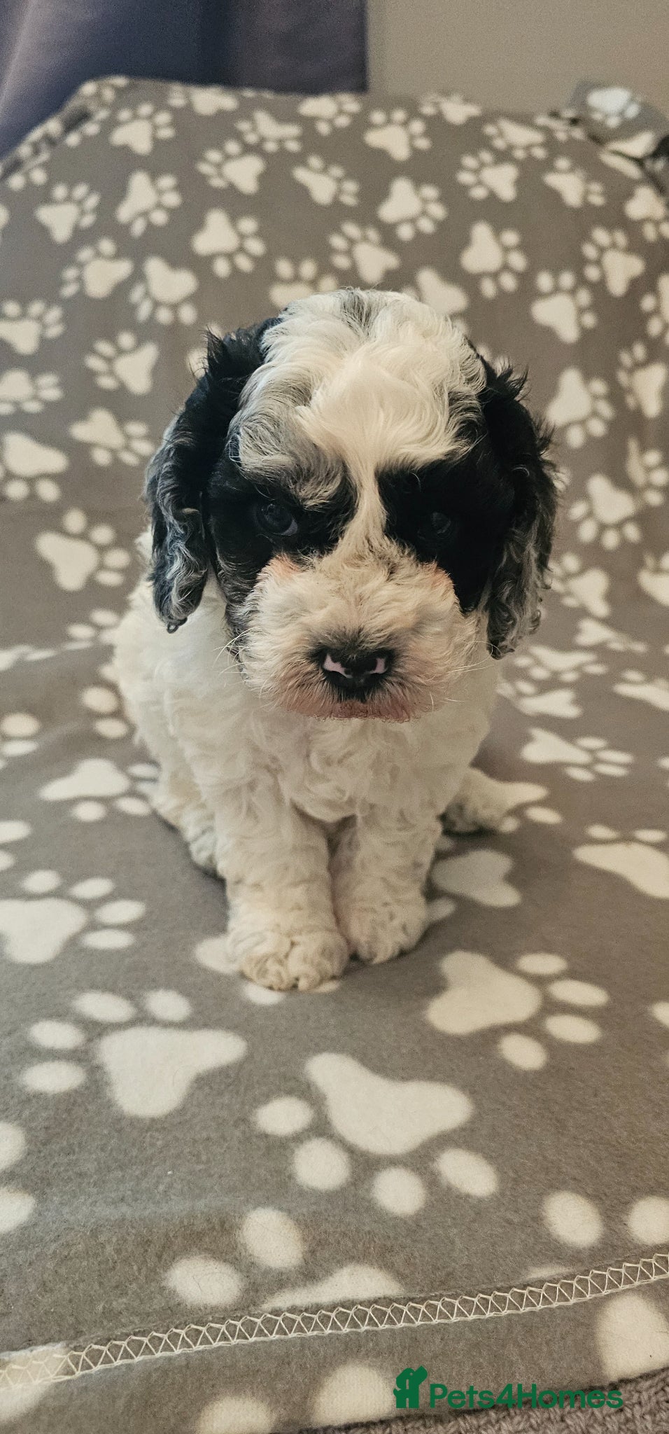 Cockapoo dogs Beautiful Miniature merle cockapoos - Advert 1